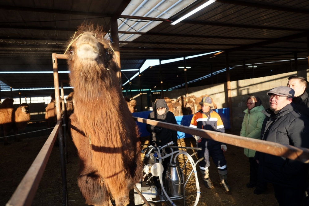 Монголын анхны ингэний ферм сүү, сүүн бүтээгдэхүүнээ дэлхийд таниулах зорилго өвөртөлжээ