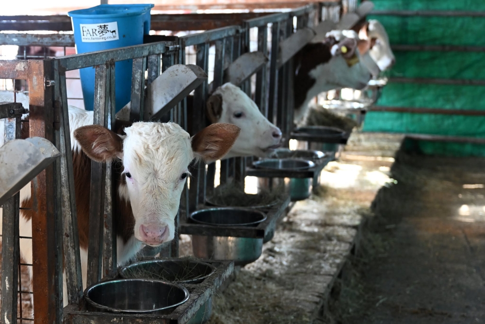 НЕБ-ын сургуулийн 189 мянган хүүхдийг сүү хөтөлбөрт хамруулахад үндэсний үйлдвэрлэгчидтэй хамтарна