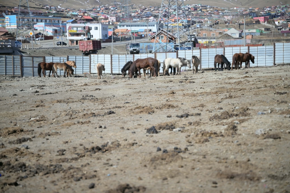 Нийслэлийн мал аж ахуй эрхлэхийг хориглосон бүсээс мал гаргах нэгдсэн арга хэмжээг зохион байгуулж байна