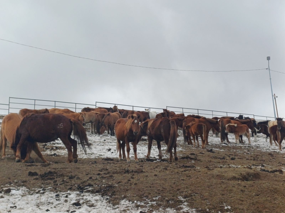 Нийслэлийн мал аж ахуй эрхлэхийг хориглосон бүсээс мал гаргах арга хэмжээг зохион байгуулж байна