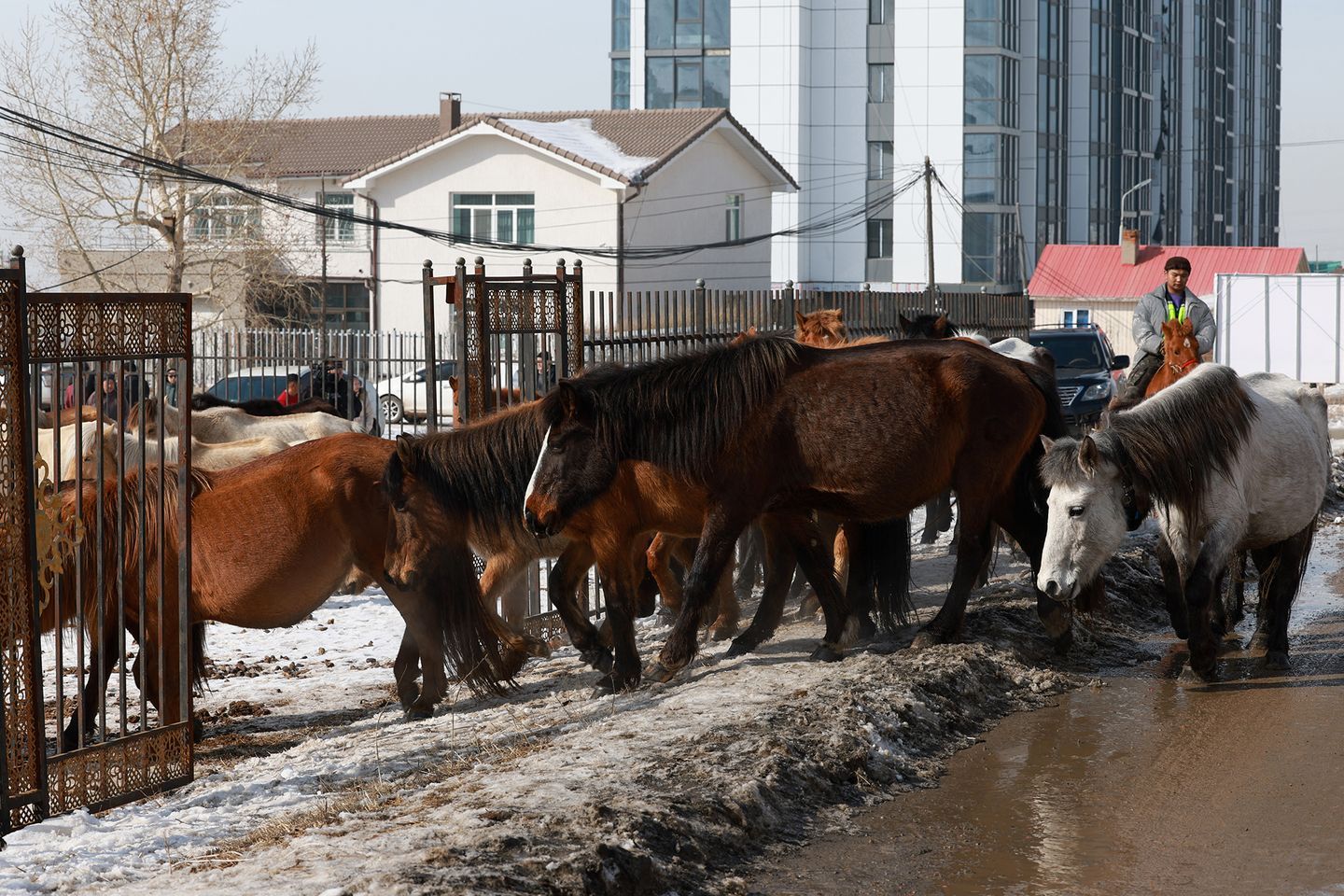 Нийслэлийн мал аж ахуй эрхлэхийг хориглосон бүсээс мал гаргаж байна